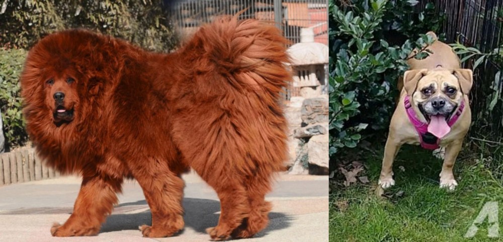 Beabull vs Himalayan Mastiff - Breed Comparison