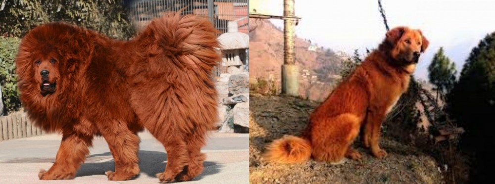 Himalayan Sheepdog vs Himalayan Mastiff - Breed Comparison