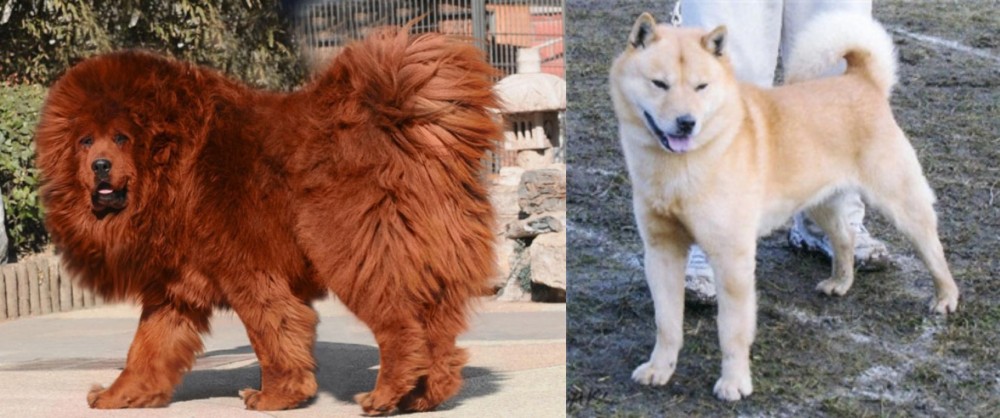 Hokkaido vs Himalayan Mastiff - Breed Comparison