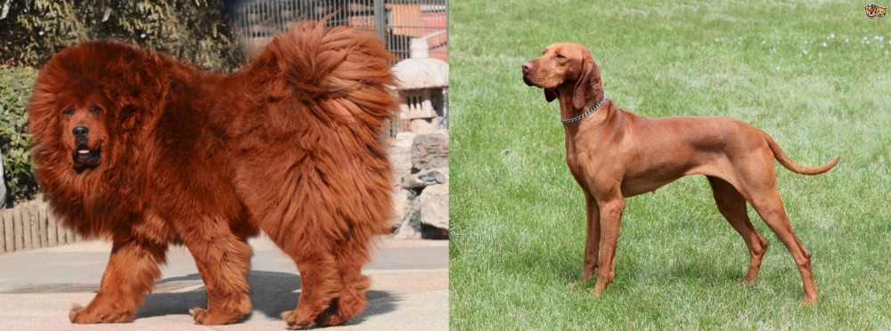 Hungarian Vizsla vs Himalayan Mastiff - Breed Comparison