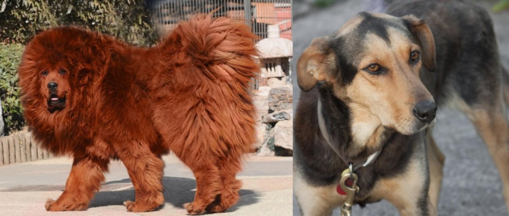 Huntaway vs Himalayan Mastiff - Breed Comparison
