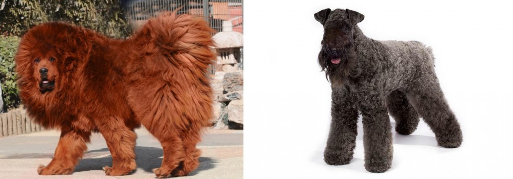 Kerry Blue Terrier vs Himalayan Mastiff - Breed Comparison