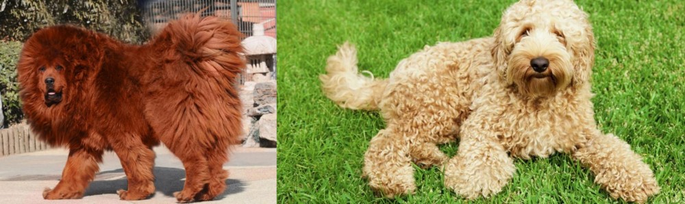 Labradoodle vs Himalayan Mastiff - Breed Comparison