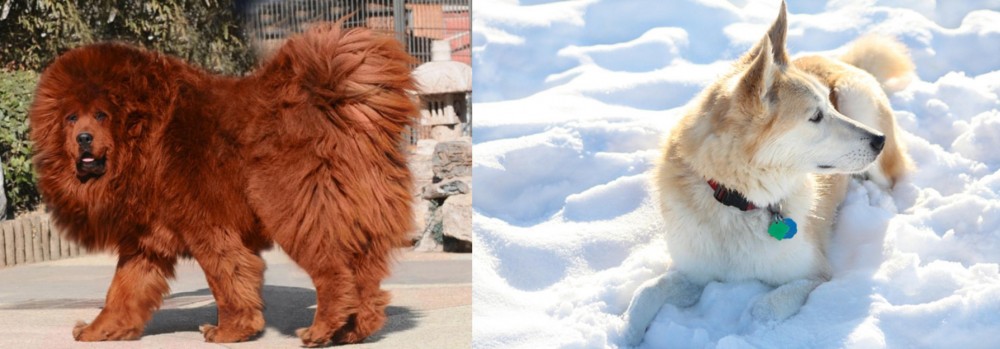 Labrador Husky vs Himalayan Mastiff - Breed Comparison