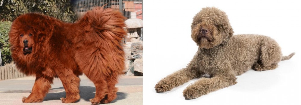 Lagotto Romagnolo vs Himalayan Mastiff - Breed Comparison