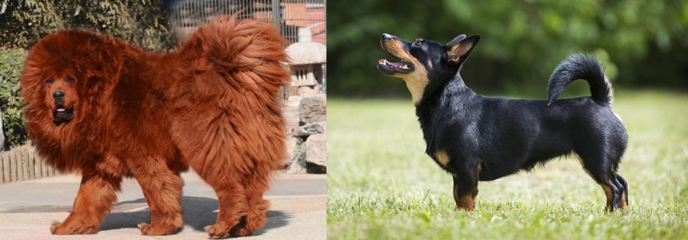 Lancashire Heeler vs Himalayan Mastiff - Breed Comparison