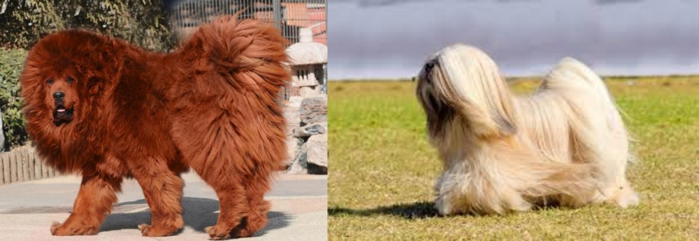 Lhasa Apso vs Himalayan Mastiff - Breed Comparison