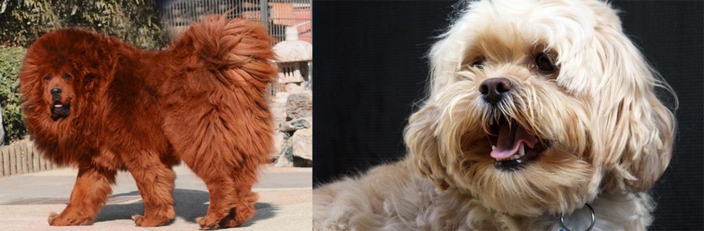 Lhasapoo vs Himalayan Mastiff - Breed Comparison