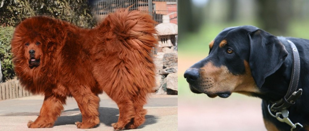 Lithuanian Hound vs Himalayan Mastiff - Breed Comparison