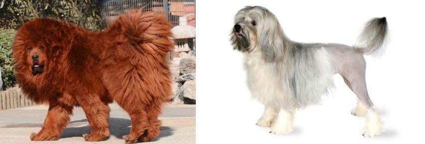 Lowchen vs Himalayan Mastiff - Breed Comparison