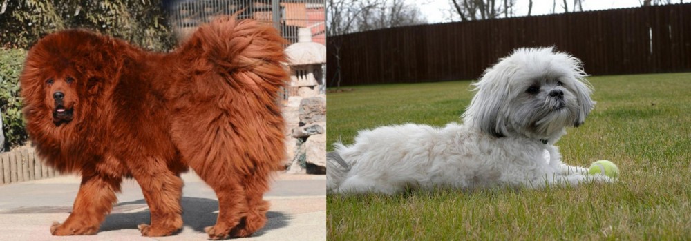 Mal-Shi vs Himalayan Mastiff - Breed Comparison