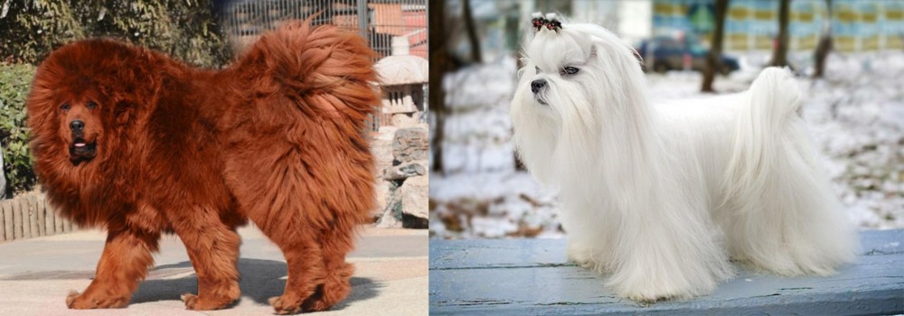 Maltese vs Himalayan Mastiff - Breed Comparison