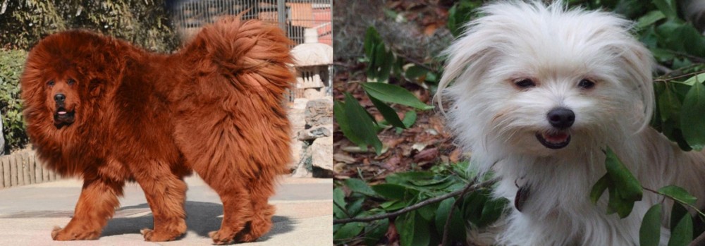 Malti-Pom vs Himalayan Mastiff - Breed Comparison