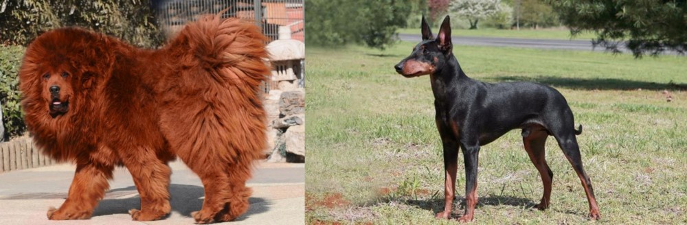 Manchester Terrier vs Himalayan Mastiff - Breed Comparison