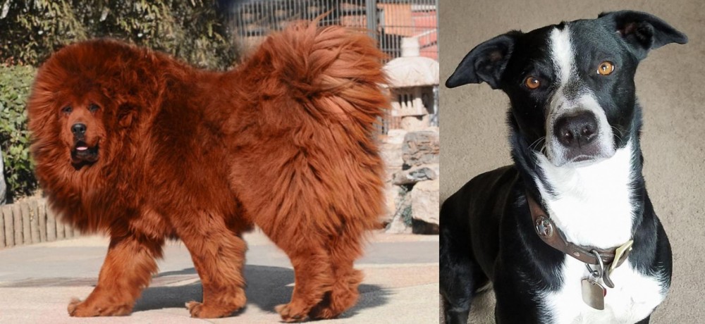 McNab vs Himalayan Mastiff - Breed Comparison