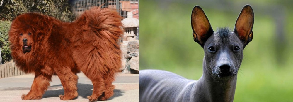 Mexican Hairless vs Himalayan Mastiff - Breed Comparison