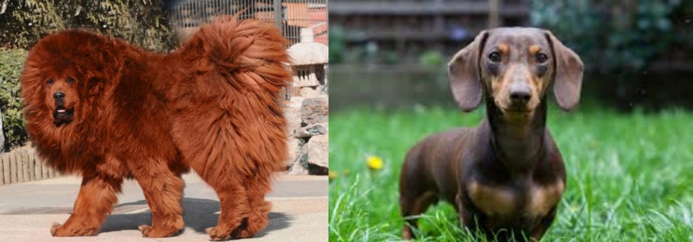 Miniature Dachshund vs Himalayan Mastiff - Breed Comparison