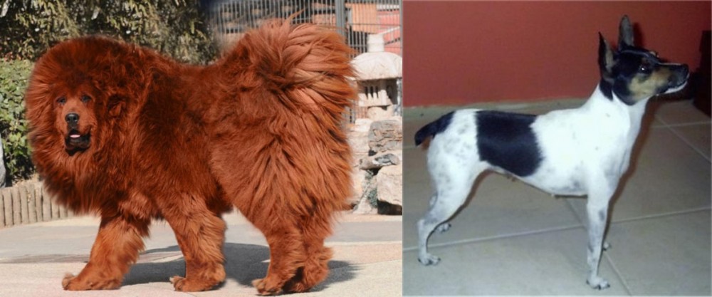 Miniature Fox Terrier vs Himalayan Mastiff - Breed Comparison