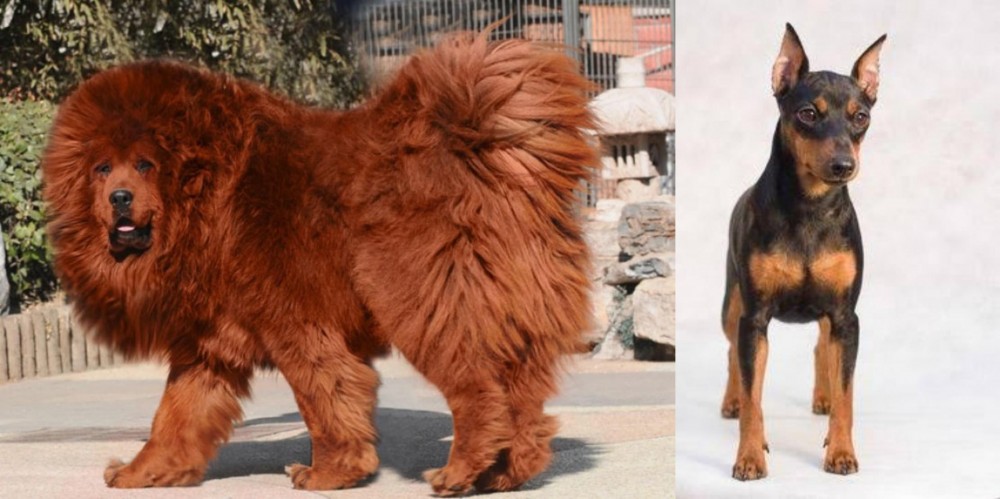Miniature Pinscher vs Himalayan Mastiff - Breed Comparison