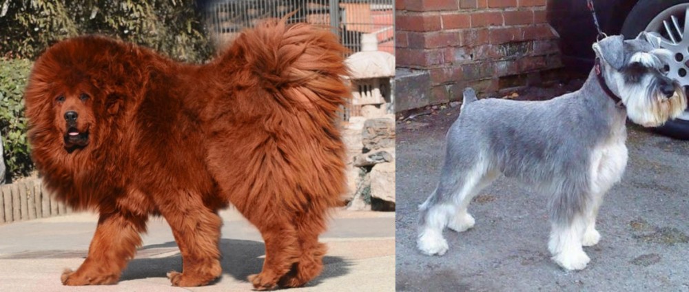 Miniature Schnauzer vs Himalayan Mastiff - Breed Comparison