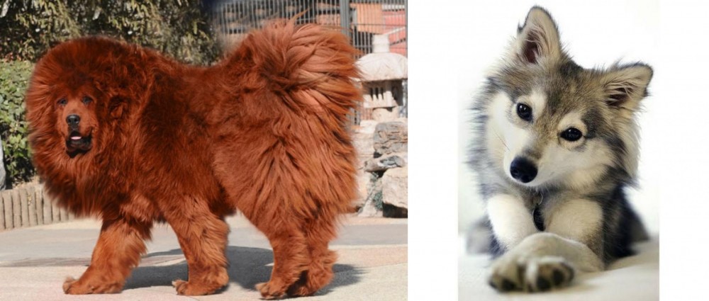 Miniature Siberian Husky vs Himalayan Mastiff - Breed Comparison