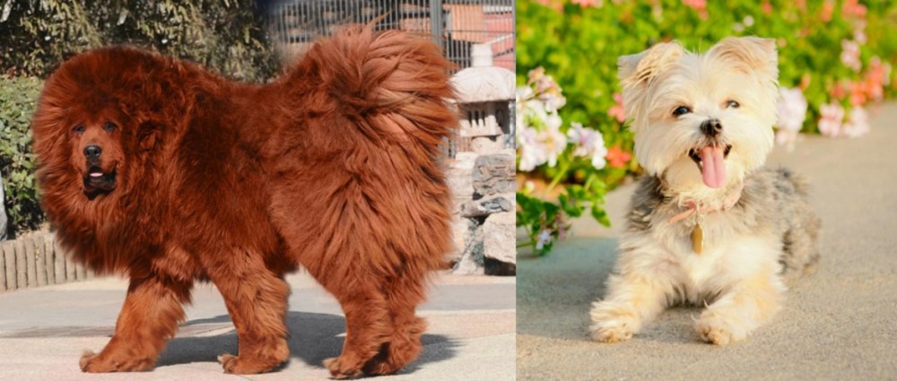 Morkie vs Himalayan Mastiff - Breed Comparison