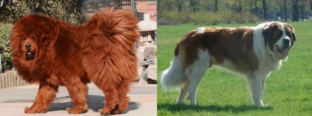 Moscow Watchdog vs Himalayan Mastiff - Breed Comparison