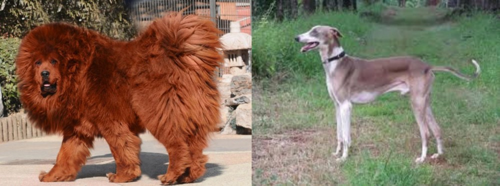 Mudhol Hound vs Himalayan Mastiff - Breed Comparison