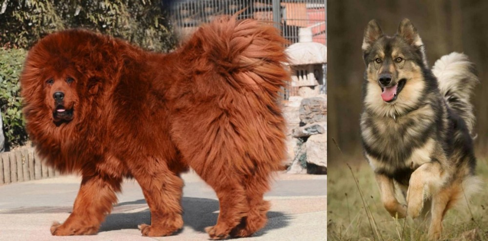 Native American Indian Dog vs Himalayan Mastiff - Breed Comparison