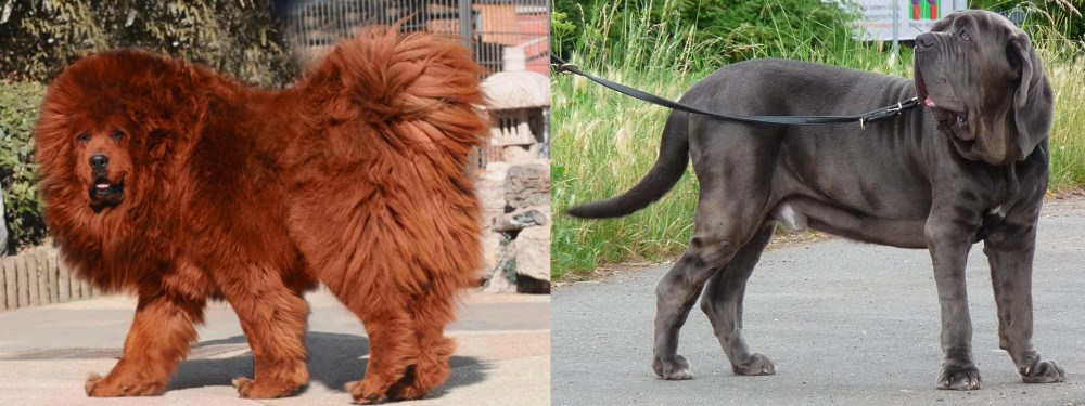 Neapolitan Mastiff vs Himalayan Mastiff - Breed Comparison
