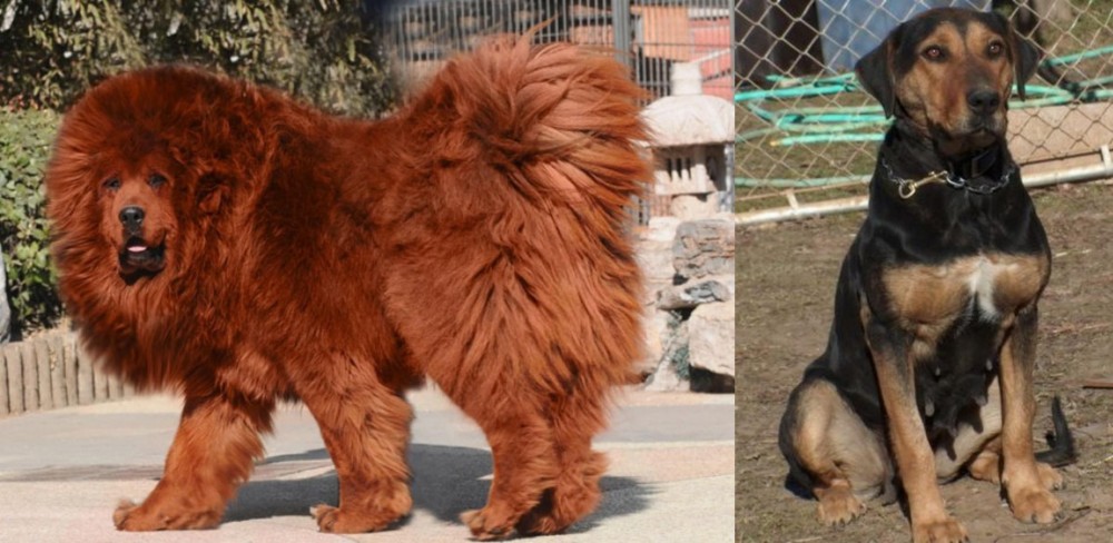 New Zealand Huntaway vs Himalayan Mastiff - Breed Comparison