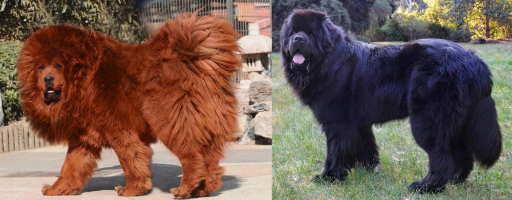 Newfoundland Dog vs Himalayan Mastiff - Breed Comparison