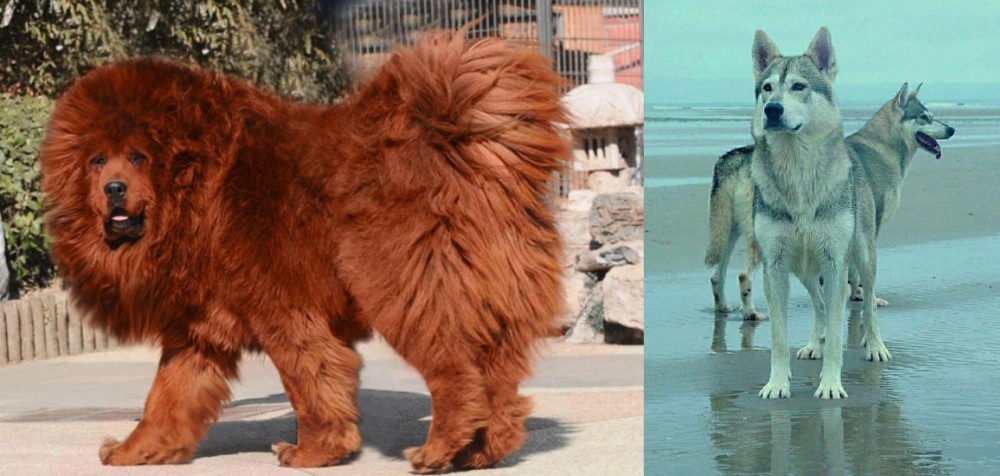 Northern Inuit Dog vs Himalayan Mastiff - Breed Comparison