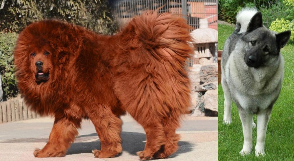 Norwegian Elkhound vs Himalayan Mastiff - Breed Comparison