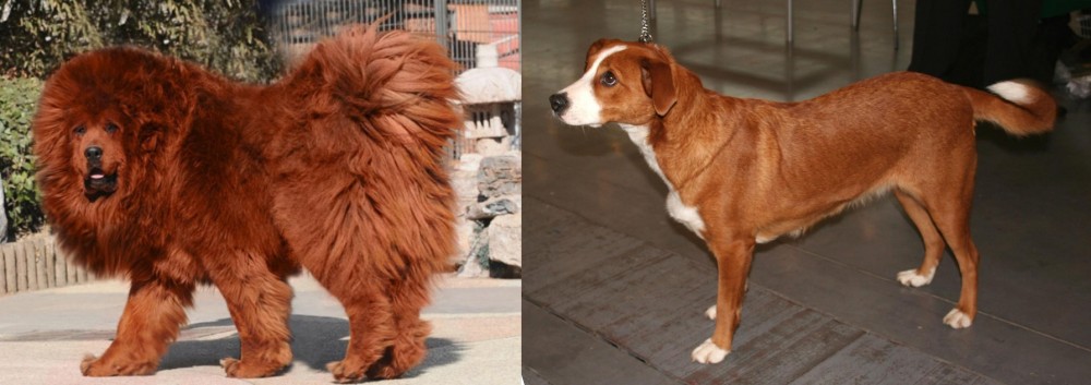Osterreichischer Kurzhaariger Pinscher vs Himalayan Mastiff - Breed Comparison