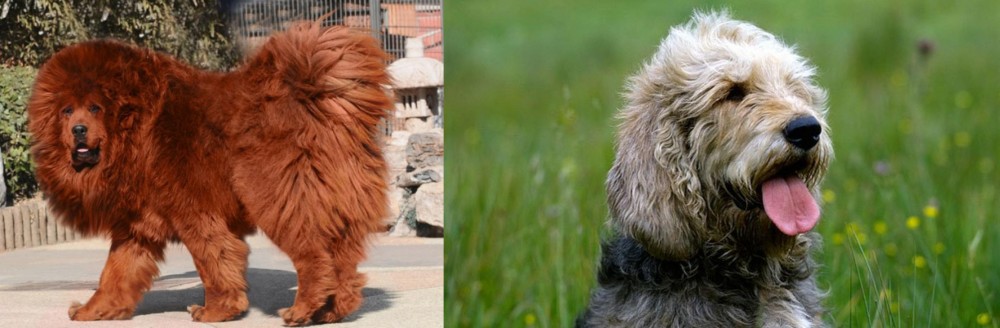 Otterhound vs Himalayan Mastiff - Breed Comparison