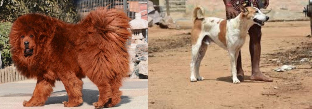 Pandikona vs Himalayan Mastiff - Breed Comparison