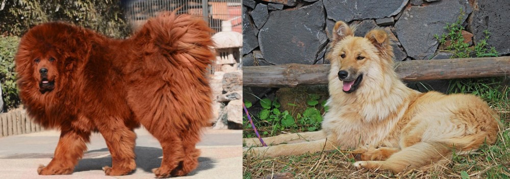 Pastor Garafiano vs Himalayan Mastiff - Breed Comparison