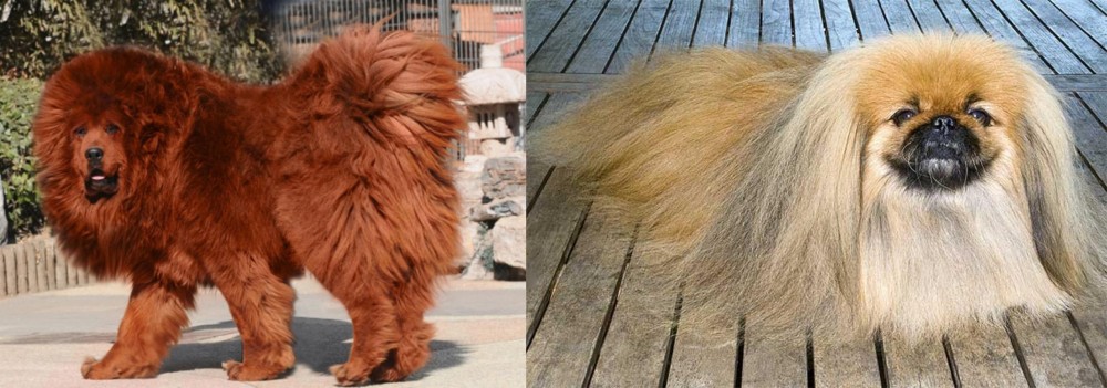 Pekingese vs Himalayan Mastiff - Breed Comparison