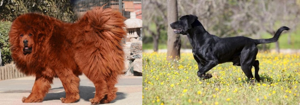 Perro de Pastor Mallorquin vs Himalayan Mastiff - Breed Comparison
