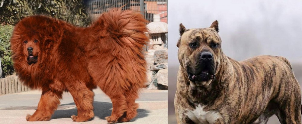 Perro de Presa Canario vs Himalayan Mastiff - Breed Comparison