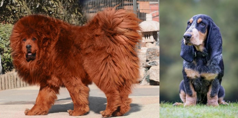 Petit Bleu de Gascogne vs Himalayan Mastiff - Breed Comparison