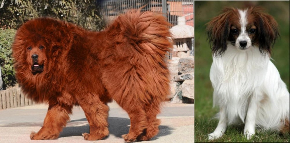 Phalene vs Himalayan Mastiff - Breed Comparison