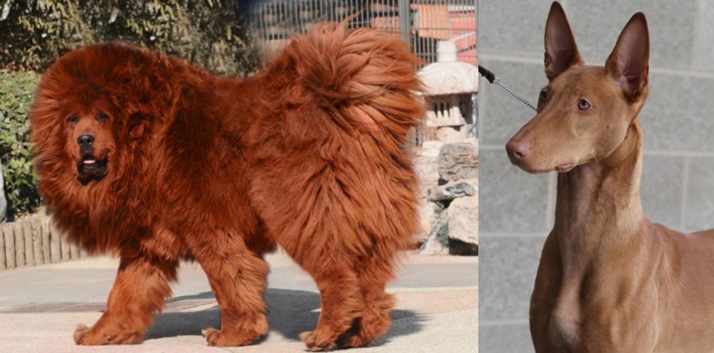 Pharaoh Hound vs Himalayan Mastiff - Breed Comparison