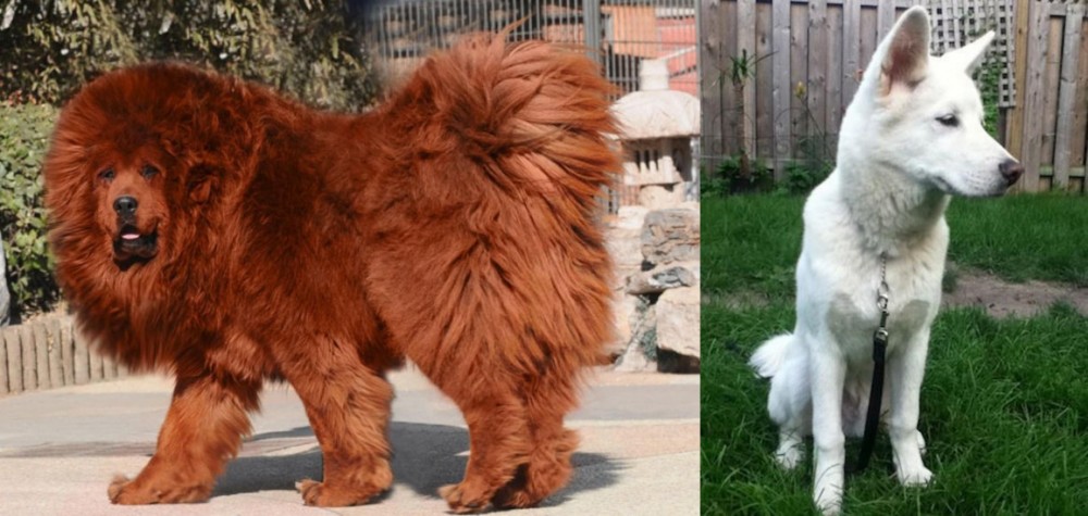 Phung San vs Himalayan Mastiff - Breed Comparison