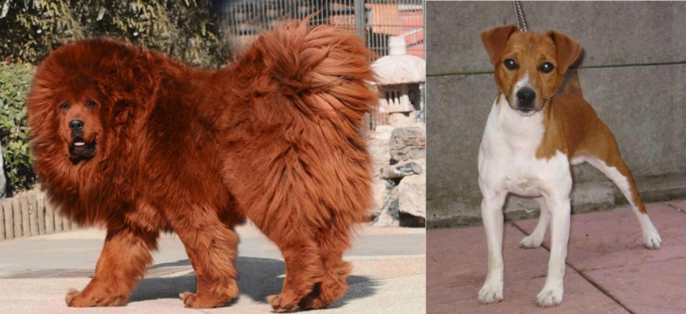 Plummer Terrier vs Himalayan Mastiff - Breed Comparison