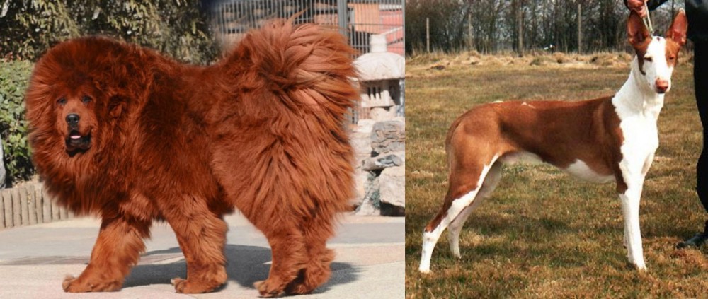Podenco Canario vs Himalayan Mastiff - Breed Comparison