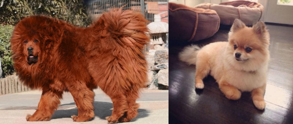 Pomeranian vs Himalayan Mastiff - Breed Comparison