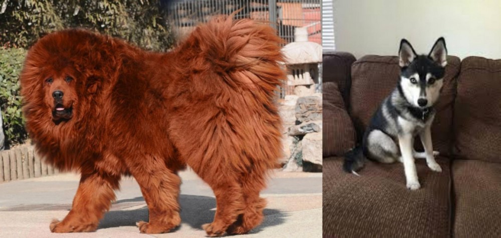 Pomsky vs Himalayan Mastiff - Breed Comparison