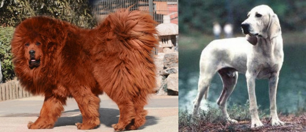Porcelaine vs Himalayan Mastiff - Breed Comparison